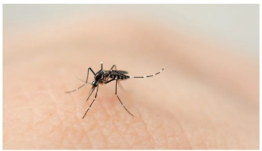 Dengue la otra epidemia